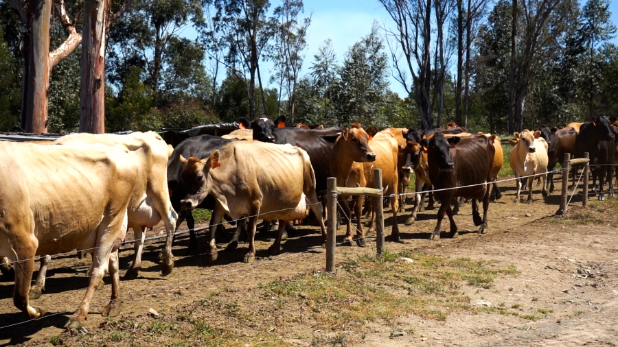 0 Bedroom Property for Sale in Stutterheim Rural Eastern Cape